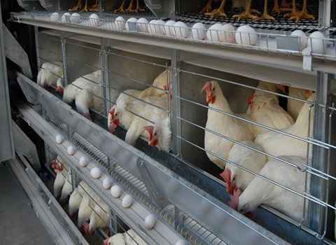 خرید و فروش قفس اتوماتیک مرغ تخمگذار با شرایط فوق العاده